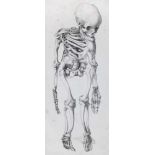 Mayer,A.F.J.K.Icones selectae praeparatorum Musei Anatomici Universitatis Fridericiae Wilhelmiae