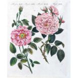 Rosendarstellungen.11 Bl. mit überwieg. Rosendarstellungen (10). Kolor. od. in Farben gedruckte