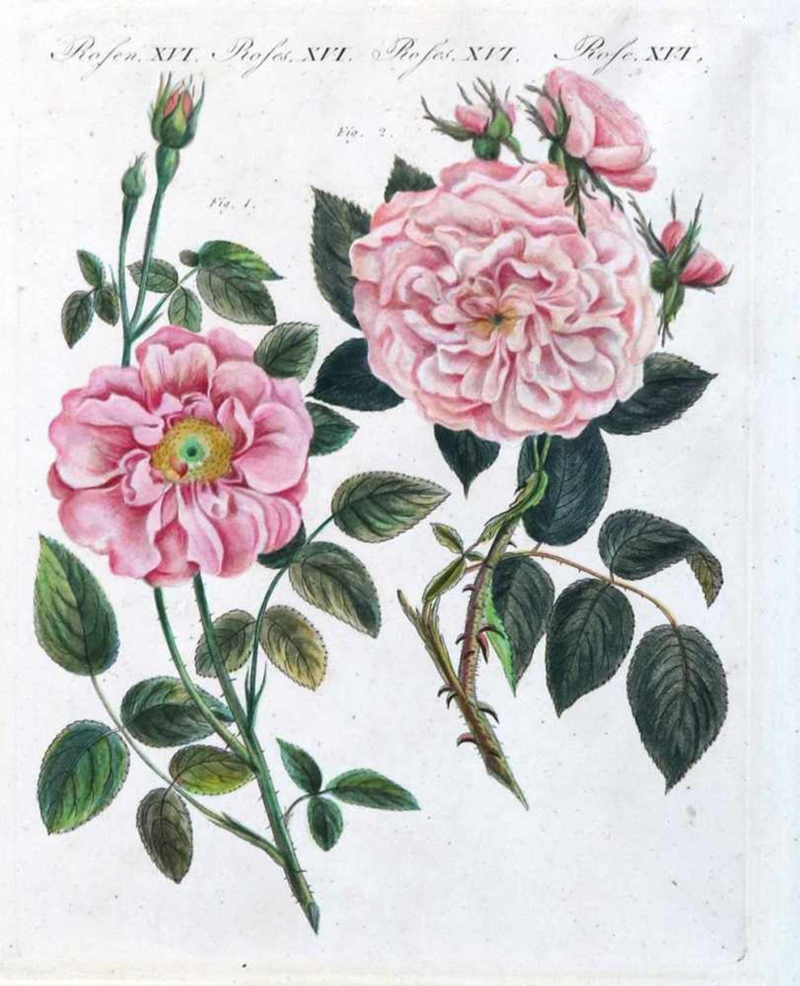 Rosendarstellungen.11 Bl. mit überwieg. Rosendarstellungen (10). Kolor. od. in Farben gedruckte