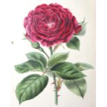 Malo,C.Histoire des Roses. Paris, Janet (1818). 12°. Mit Kupfertitel mit kolor. Vign. u. 12 kolor.