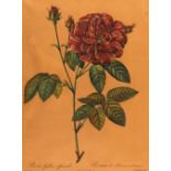 Rosendarstellungen.11 Bl. mit Rosendarstellungen. Kolor. od. in Farben gedruckte Kupferstiche u. (