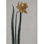 Botanik.Sammlung von 5 Bl. Aquarellen auf Papier mit Blumen-Darst., wohl Umkreis von Georg Flegel (