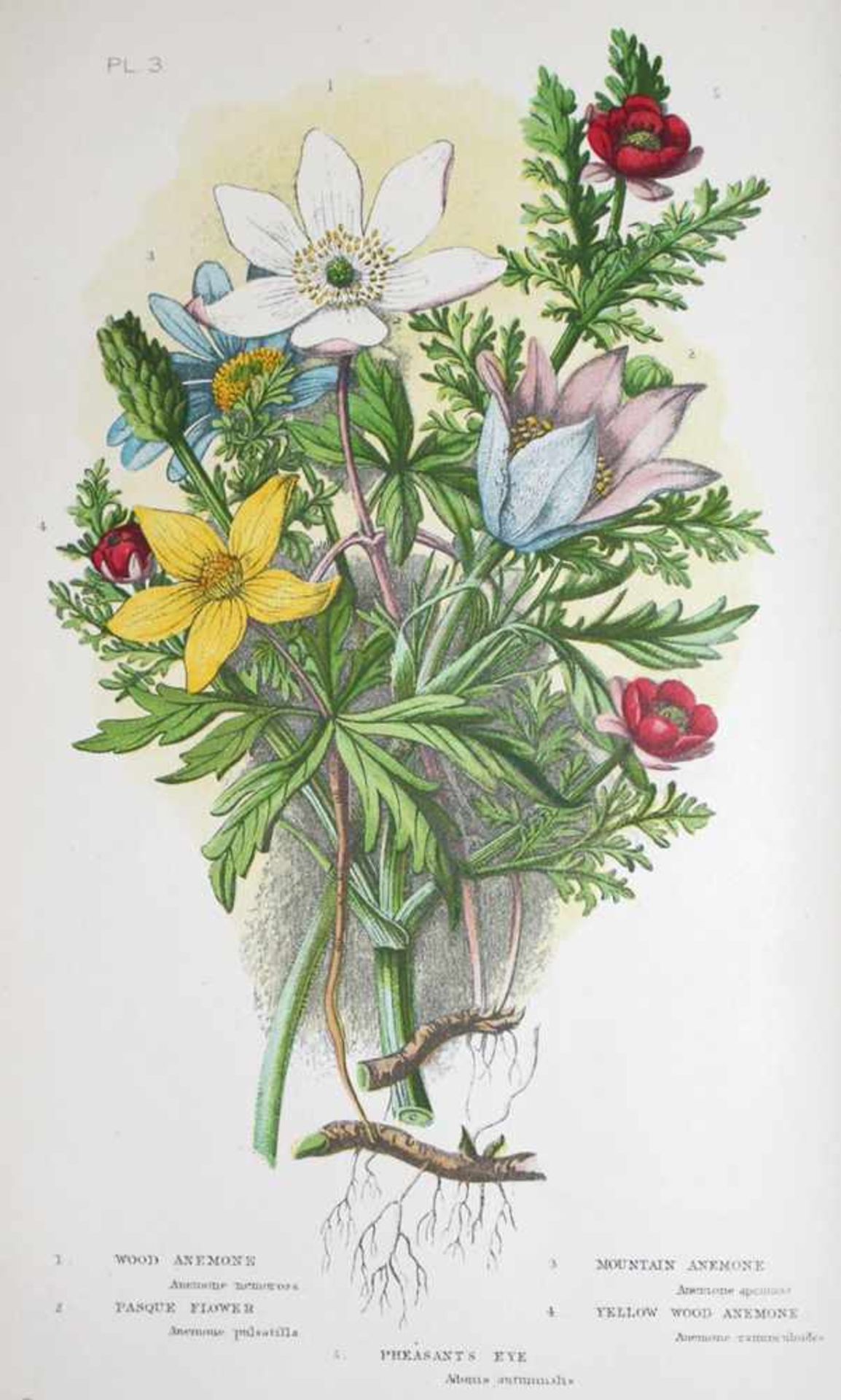 Pratt,A.The Flowering Plants, Grasses, Sedges & Ferns of Great Britain. New ed. 4 Bde. London u. New