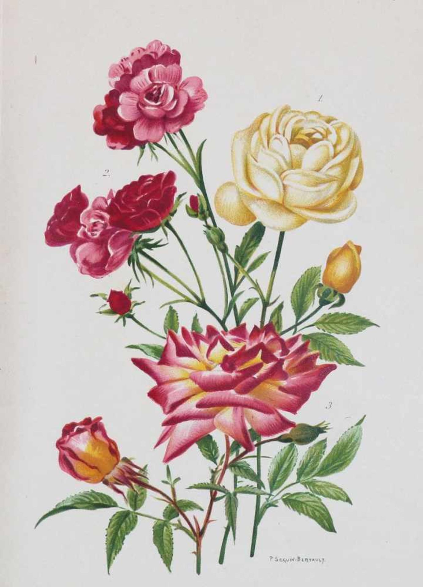 Rosendarstellungen.11 Bl. mit Rosendarstellungen. Kolor. od. in Farben gedruckte Kupferstiche u. ( - Bild 2 aus 3
