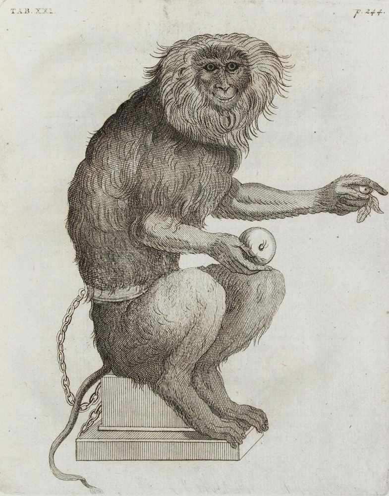 Alpino,P.Historiae Aegypti naturalis. 2 Bde. Leiden, Potuliet 1735. 4°. Mit 102 (6 gefalt.) - Image 2 of 3