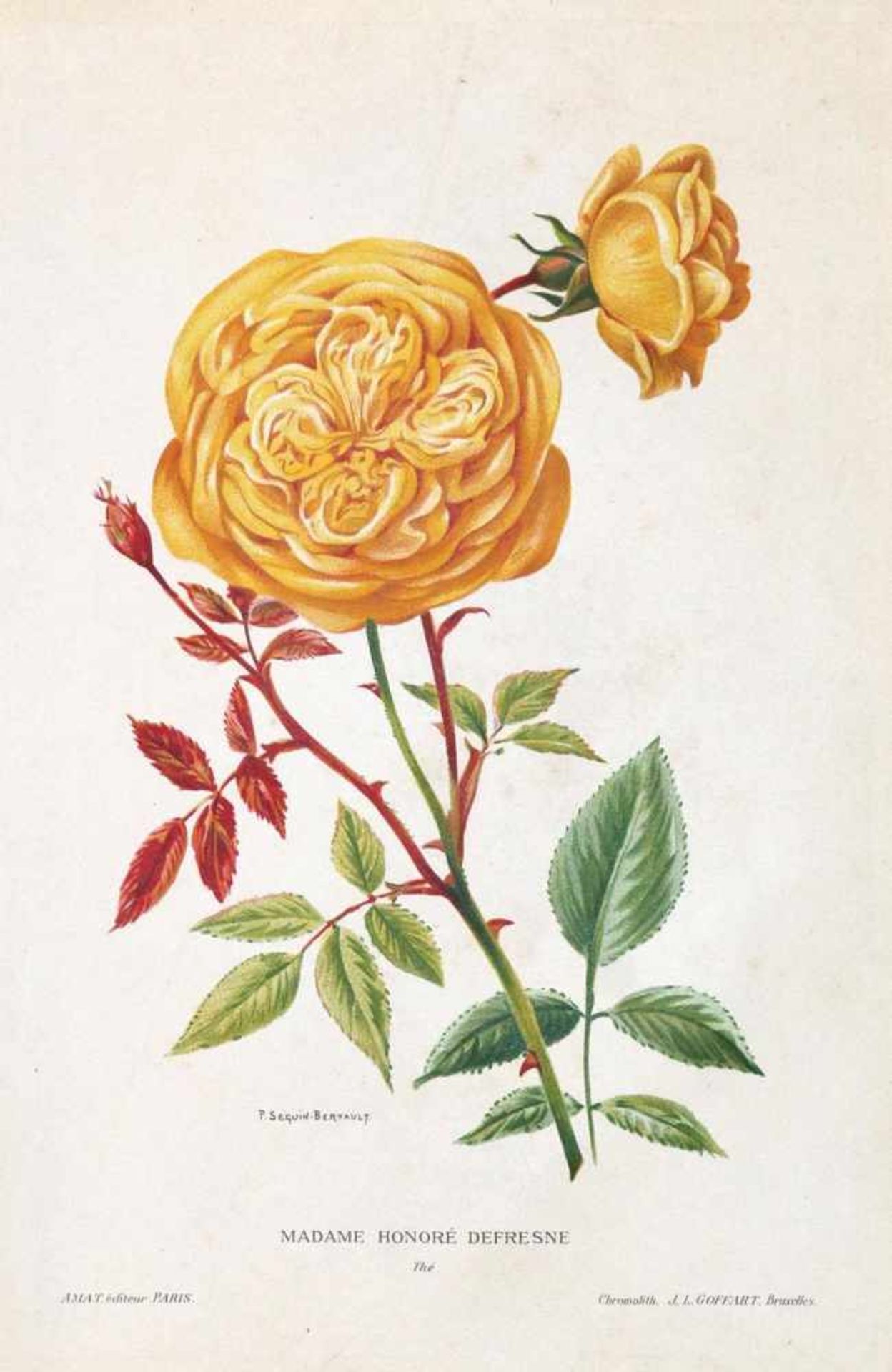 Rosendarstellungen.11 Bl. mit Rosendarstellungen. Kolor. od. in Farben gedruckte Kupferstiche u. ( - Bild 3 aus 3