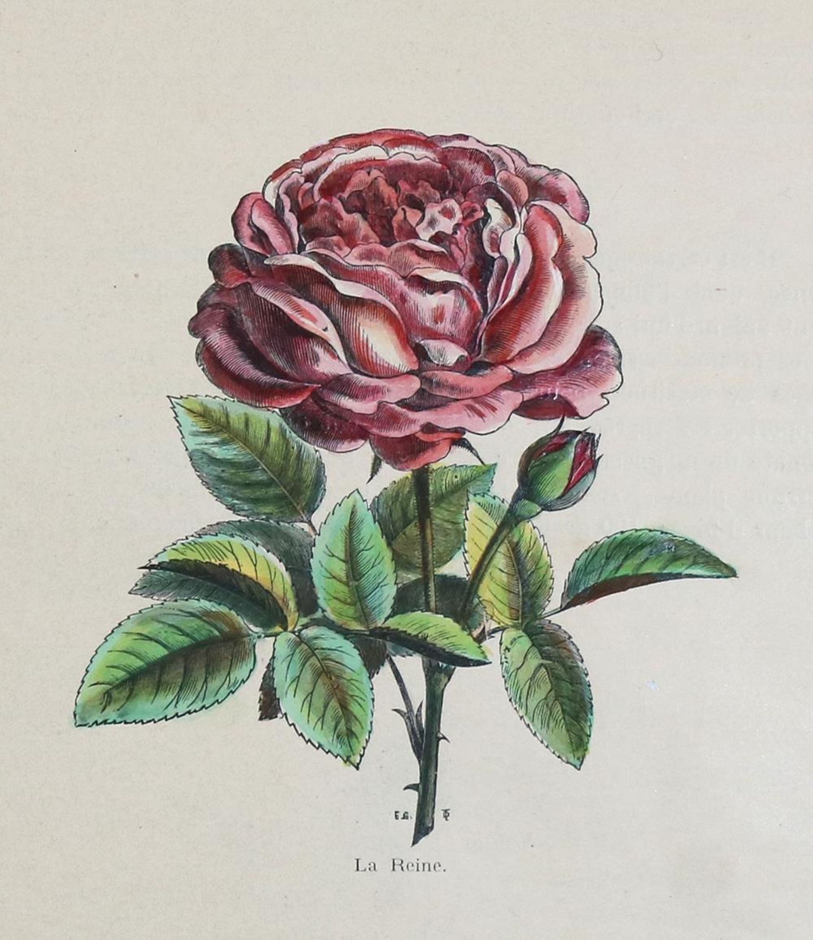 Rosendarstellungen.11 Bl. mit überwieg. Rosendarstellungen (10). Kolor. od. in Farben gedruckte - Bild 2 aus 3