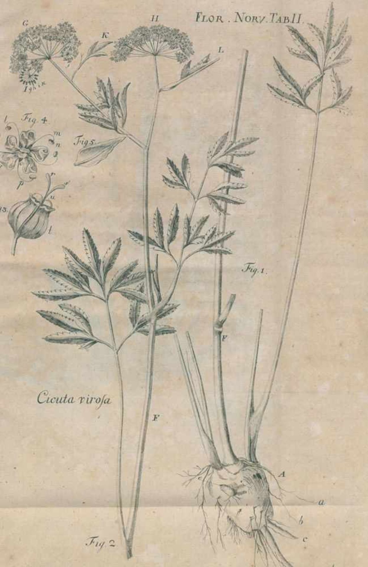 Gunner,J.E.Flora Norvegica, observationibus praesertim oeconomicis panosque norvegice locupletata.