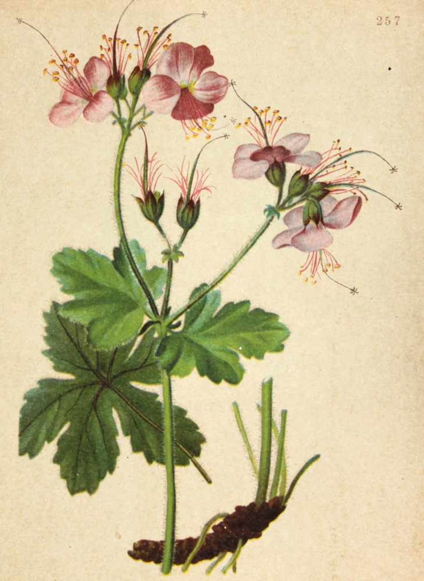 Hartinger,A.Atlas der Alpenflora. 2. neubearb. Aufl. (Nur Tafeln, ohne Textband). Graz 1897-99. - Bild 3 aus 3