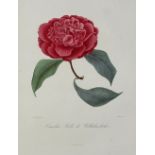 Berlese,L.Iconographie du genre camellia ou description et figures des camellia les plus belles et