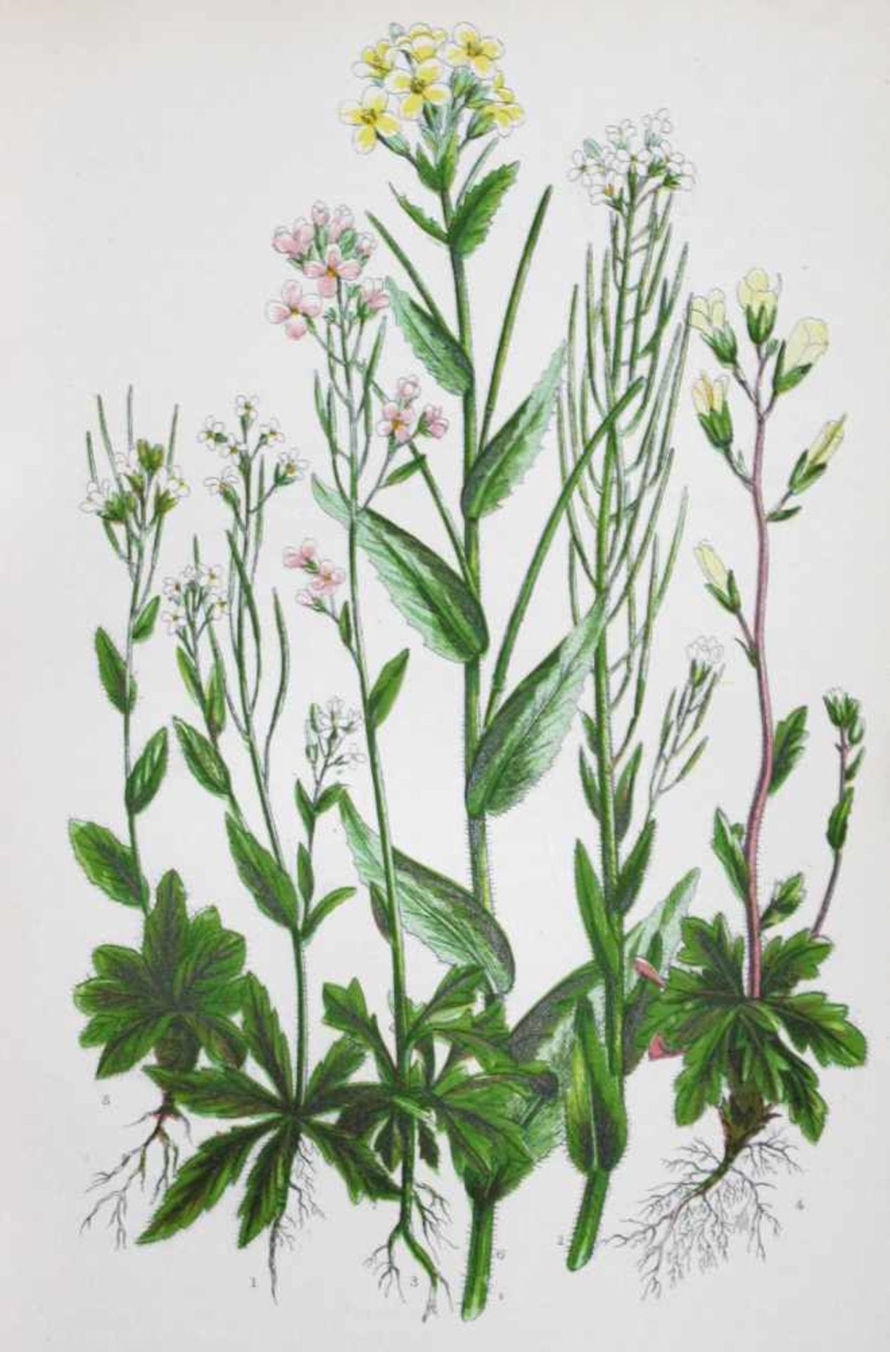 Pratt,A.The Flowering Plants, Grasses, Sedges & Ferns of Great Britain. New ed. 4 Bde. London u. New - Bild 3 aus 3