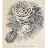 Otto,A.Der Rosenzüchter oder die Cultur der Rosen in den Töpfen und im freien Lande. Erlangen,
