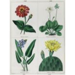 Maund,B.Maund,B. The Botanic Garden. Bde. II-VIII u. X (v.13). London, Baldwin u.a. 182Maun