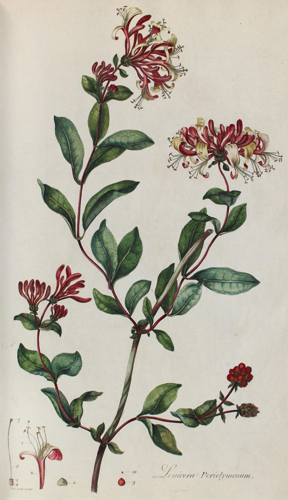 Curtis,W.Curtis,W. Flora Londiensis; or, plates and descriptions of such plants as growCurt