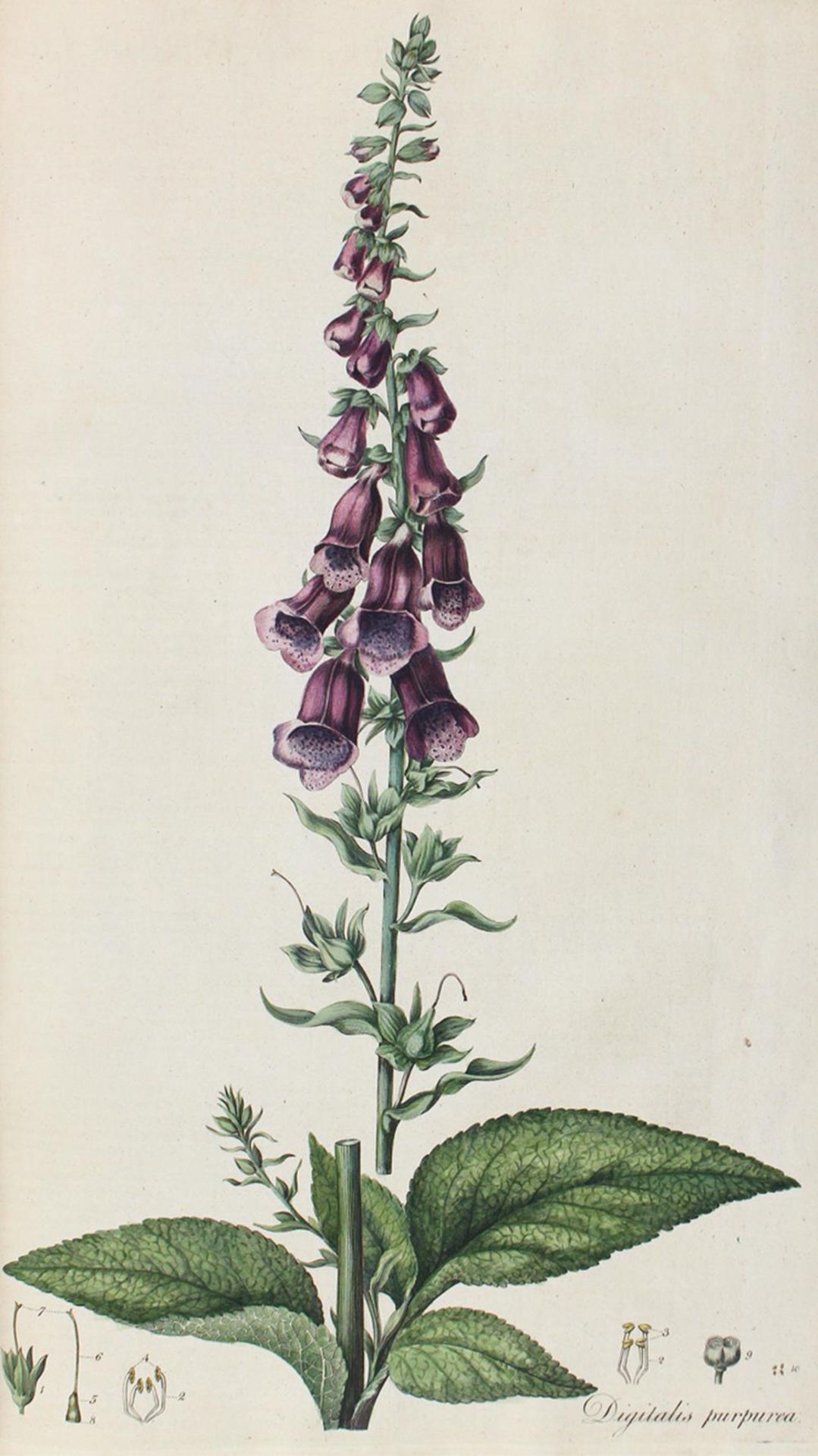 Curtis,W.Curtis,W. Flora Londiensis; or, plates and descriptions of such plants as growCurt - Bild 3 aus 4