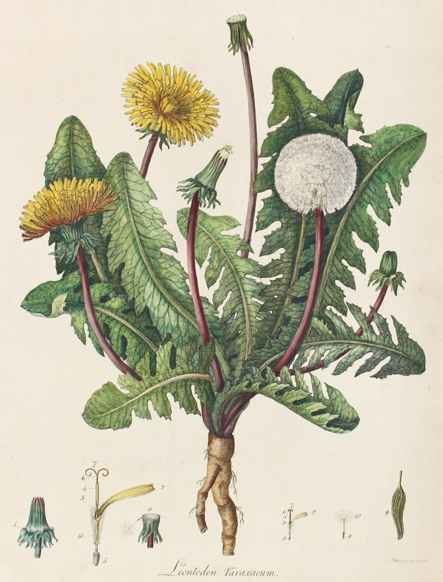 Curtis,W.Curtis,W. Flora Londiensis; or, plates and descriptions of such plants as growCurt - Bild 4 aus 4
