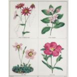 Maund,B.Maund,B. The Botanic Garden. Bd. 10. 1843. Mit gest. Titel u. 24 kolor. BlumenkMaun