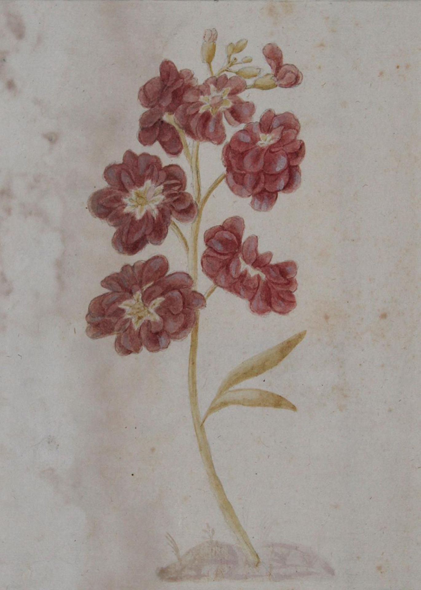 Botanik.Botanik. Sammlung von 5 Bl. Aquarellen auf Papier mit Blumen-Darst., wohl UmkreBota - Bild 3 aus 3