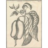 Duhamel du Monceau,(H.L.).Duhamel du Monceau,(H.L.). Traite des arbres et arbustes quiDuham