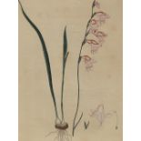 Gladiolus Carneus.Gladiolus Carneus. Altkolor. Kupferstich v. H.C. Andrews aus 'The BotGlad