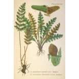 SammlungSammlung von 17 Bdn. zur Flora. 19.-20. Jhdt. Versch. Einbände. Sammlung