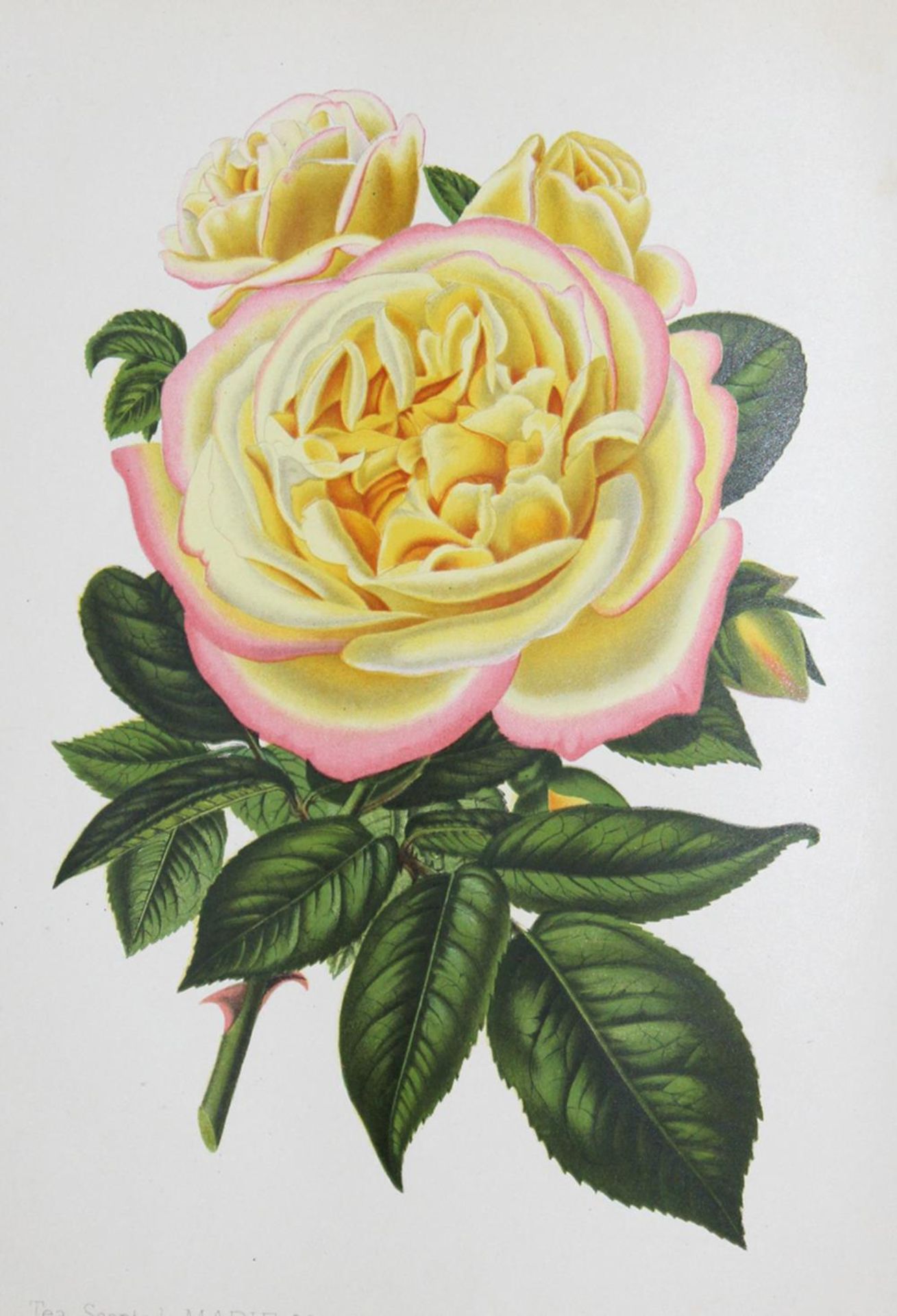 Paul,W.Paul,W. The Rose Garden. 10th edition. London, Simpkin 1903. Gr.4°. Mit 21 farbPaul
