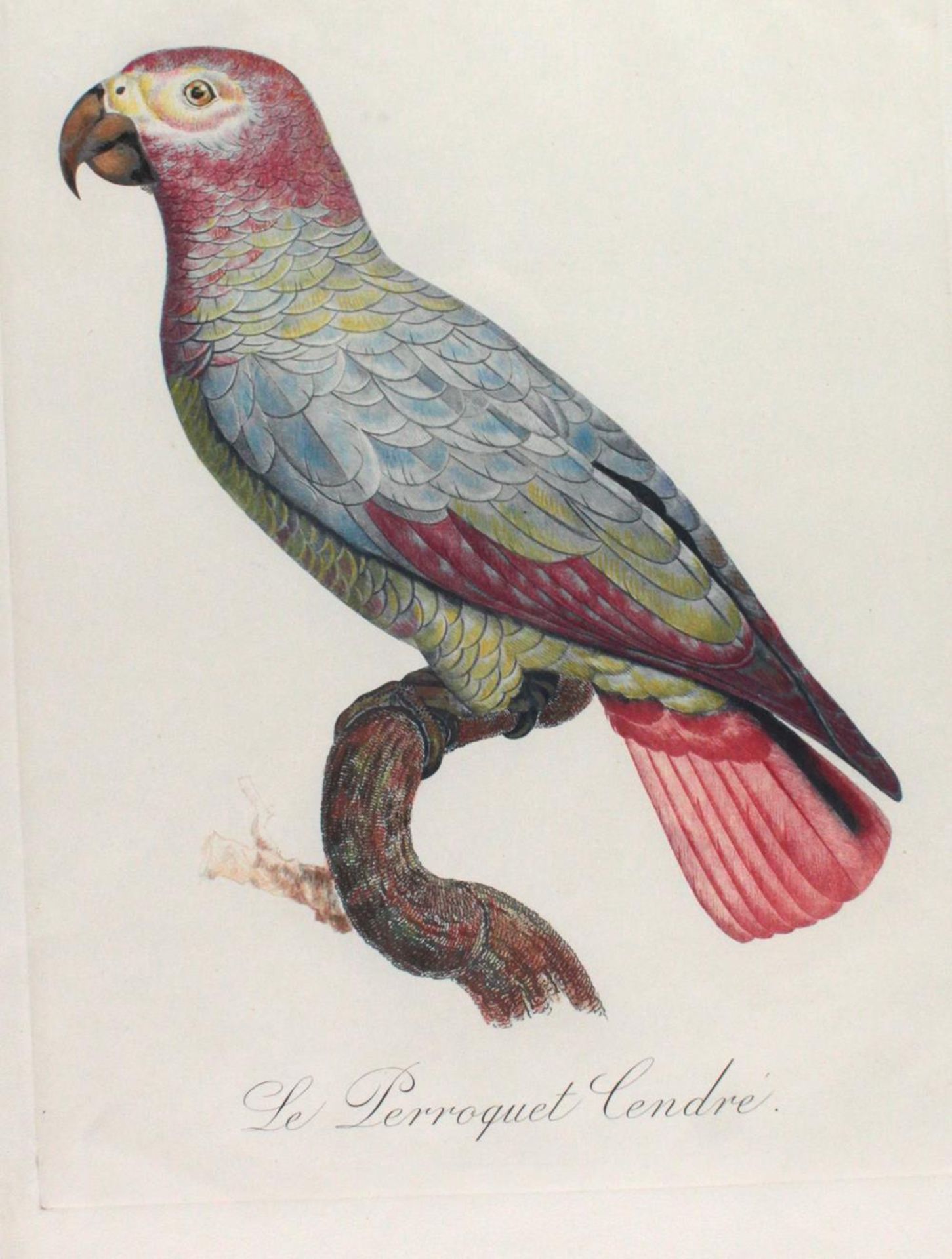 SammlungSammlung von 8 Bl. mit Vogeldarst. in kolor. Radierung, kolor. Farbstich, kolorSamm - Bild 2 aus 2