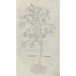 Kräuterbuch.Kräuterbuch. 10 Bl. mit Pflanzendarstellungen. Holzschnitte aus L.Fuchs,Kräu