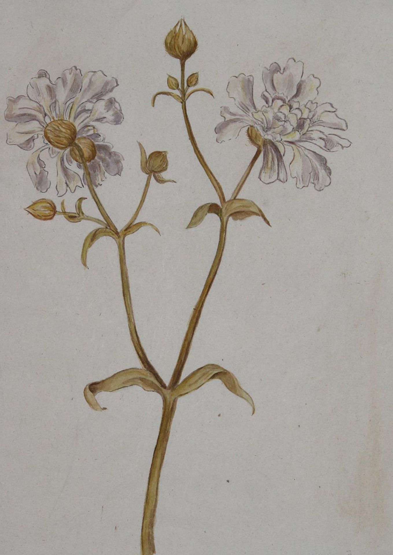Botanik.Botanik. Sammlung von 5 Bl. Aquarellen auf Papier mit Blumen-Darst., wohl UmkreBota - Bild 2 aus 3
