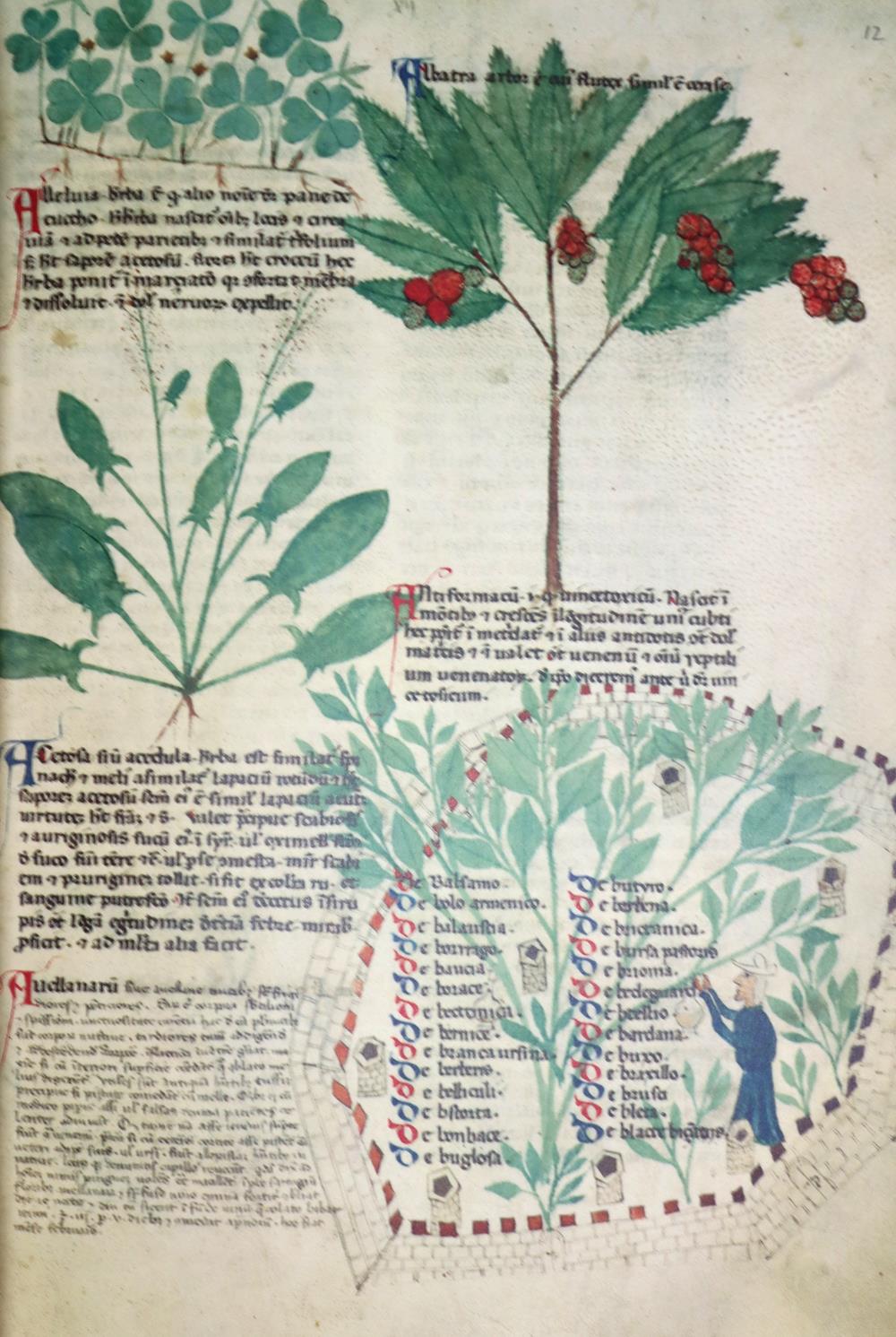 Tractatus de Herbis.Tractatus de Herbis. British Library Egerton MS 747. 2 Bde. London,Trac