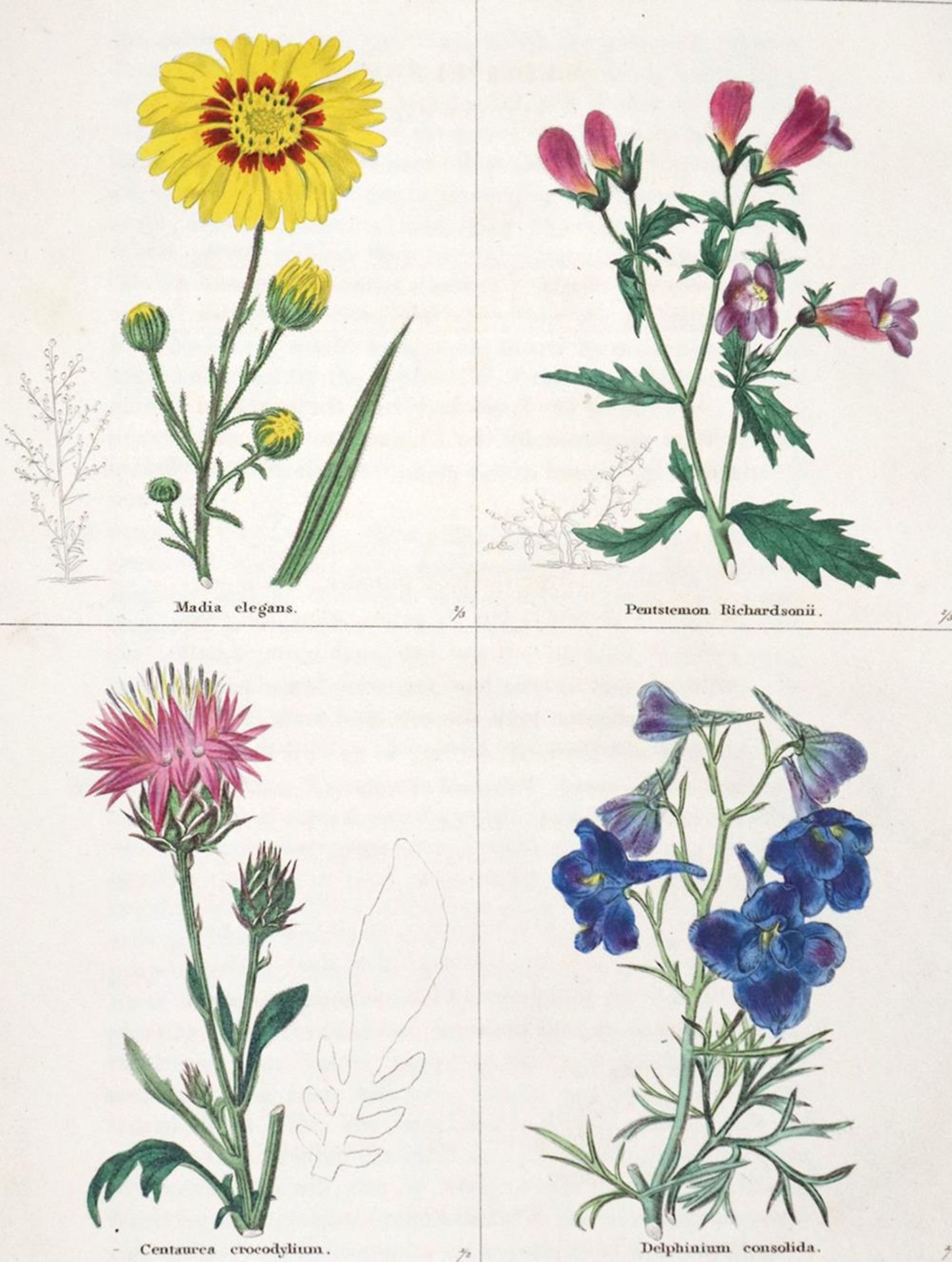 Maund,B.Maund,B. The Botanic Garden. Bde. IV, VII u. IX (v.13). London, Simpkin and MarMaun