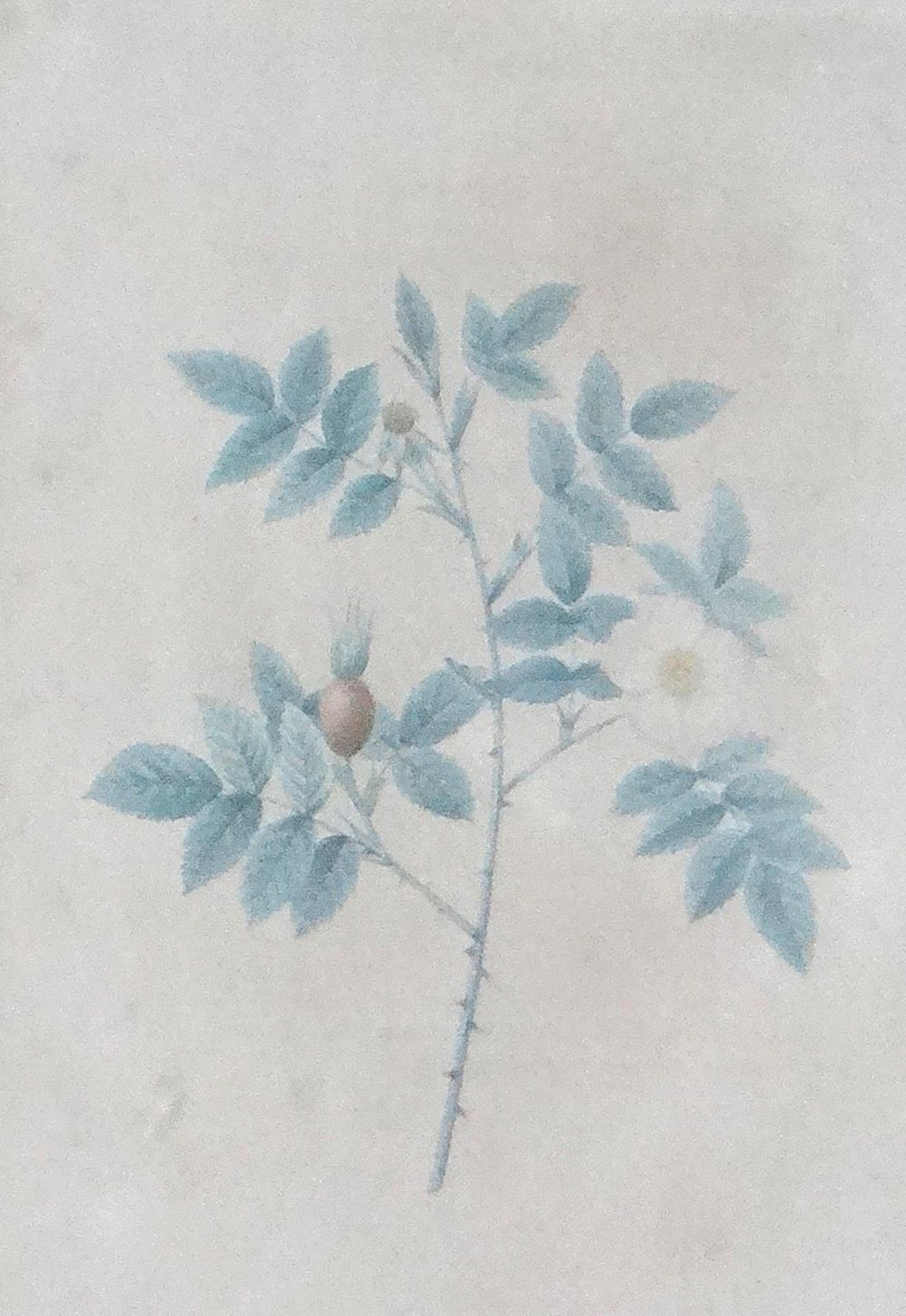 Redouté.Redouté. 'Rosa farinosa' - 'Rosa Biserrata'. 2 kolor. Kupferstiche. Um 1820.Redou - Bild 2 aus 2