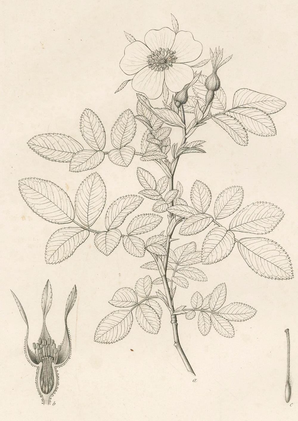 Klotzsch,F. u. A.Garcke.Klotzsch,F. u. A.Garcke. Die botanischen Ergebnisse der Reise sKlot