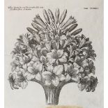 Lilien, Narzissen u. Hyazinten.Lilien, Narzissen u. Hyazinten. 6 versch. Pflanzen- bzw.Lili