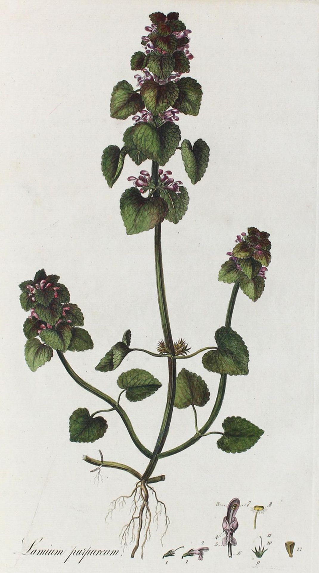 Curtis,W.Curtis,W. Flora Londiensis; or, plates and descriptions of such plants as growCurt - Bild 2 aus 4