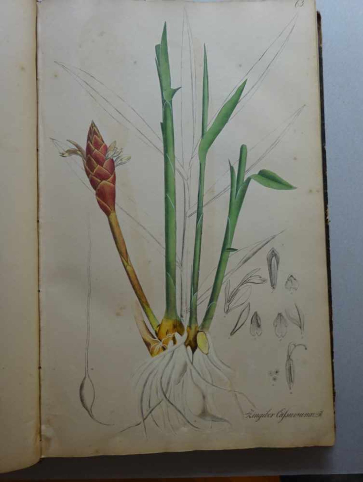 Nees von Esenbeck, T.F.L.Plantae officinales (medicinales) oder Sammlung offizieller Pflanzen. Text- - Image 6 of 10
