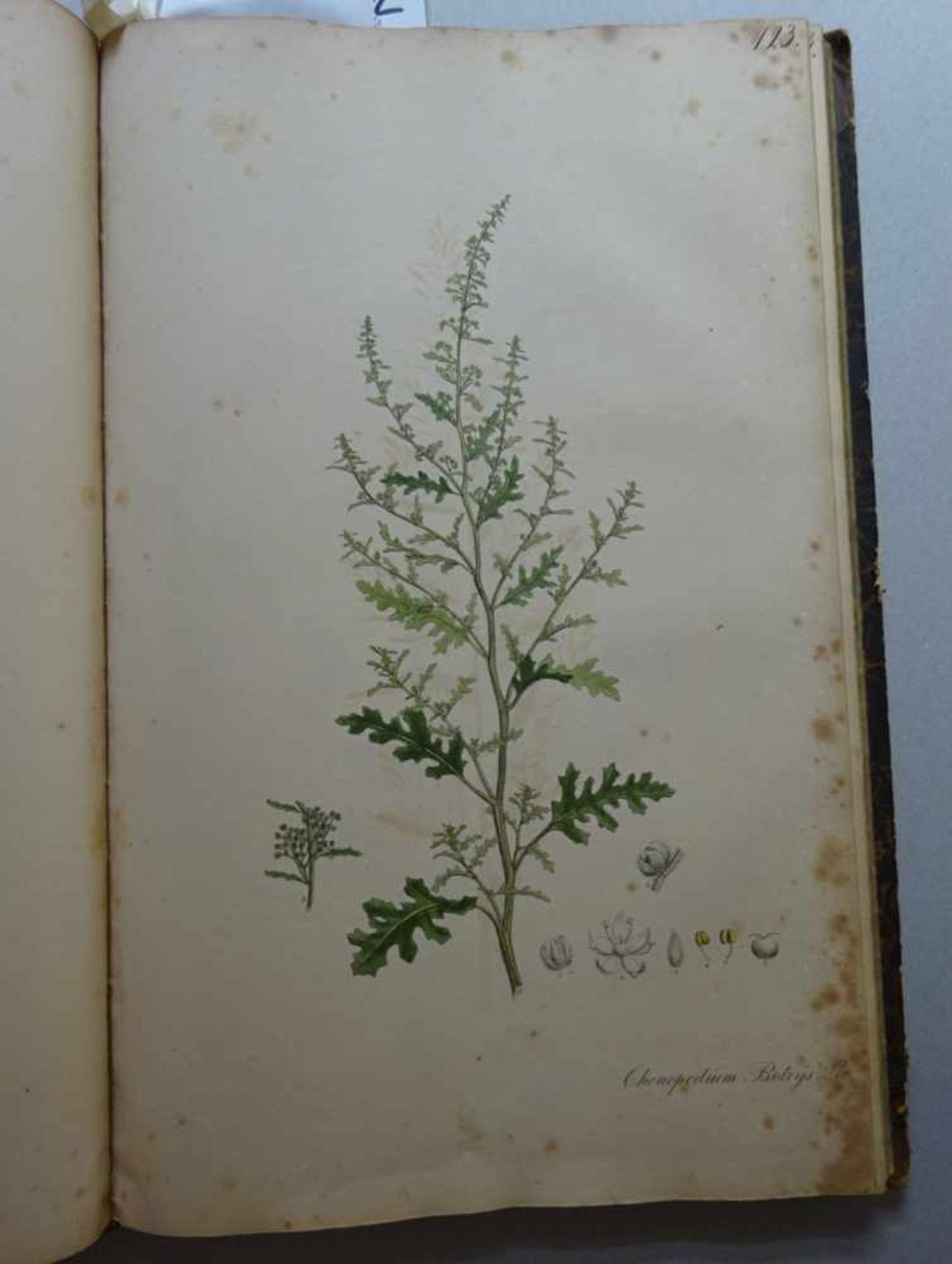 Nees von Esenbeck, T.F.L.Plantae officinales (medicinales) oder Sammlung offizieller Pflanzen. Text- - Image 8 of 10