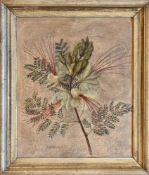 Senff, Carl Adolf(Halle 1785 - 1863 Ostrau). (Gelbe) Flammenbaum-Blüte. Deckfarben auf Papier.