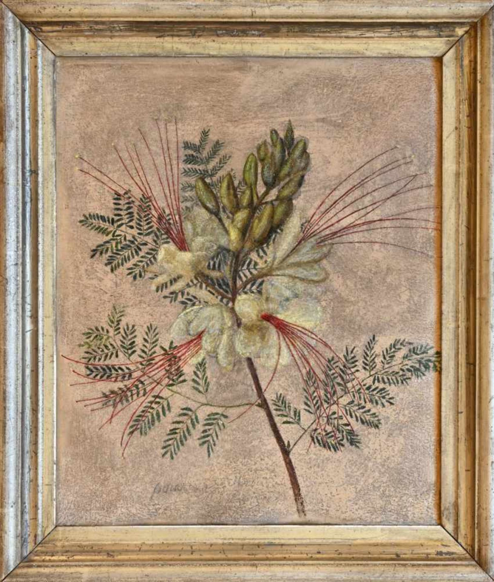 Senff, Carl Adolf(Halle 1785 - 1863 Ostrau). (Gelbe) Flammenbaum-Blüte. Deckfarben auf Papier.