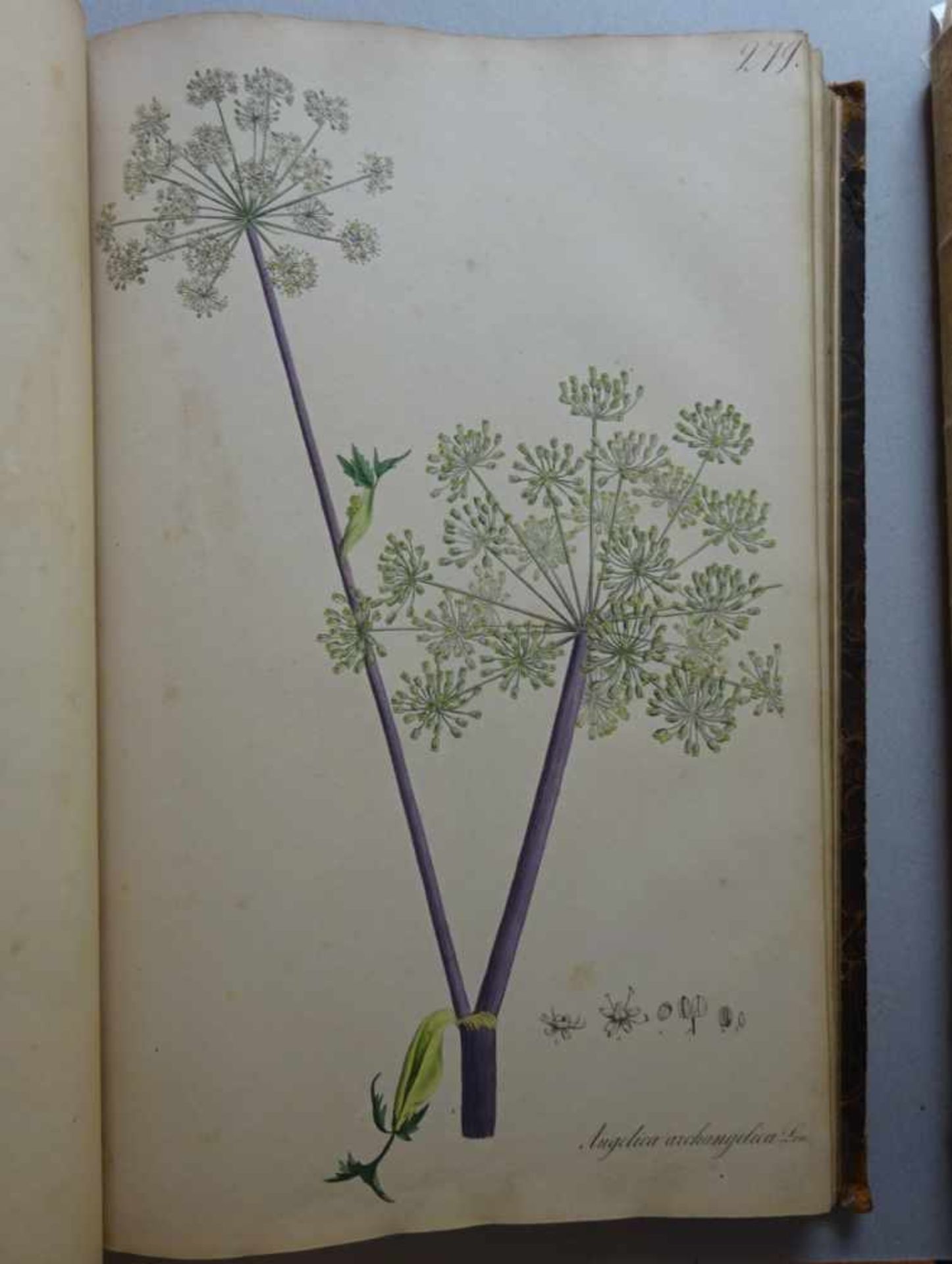 Nees von Esenbeck, T.F.L.Plantae officinales (medicinales) oder Sammlung offizieller Pflanzen. Text- - Image 9 of 10