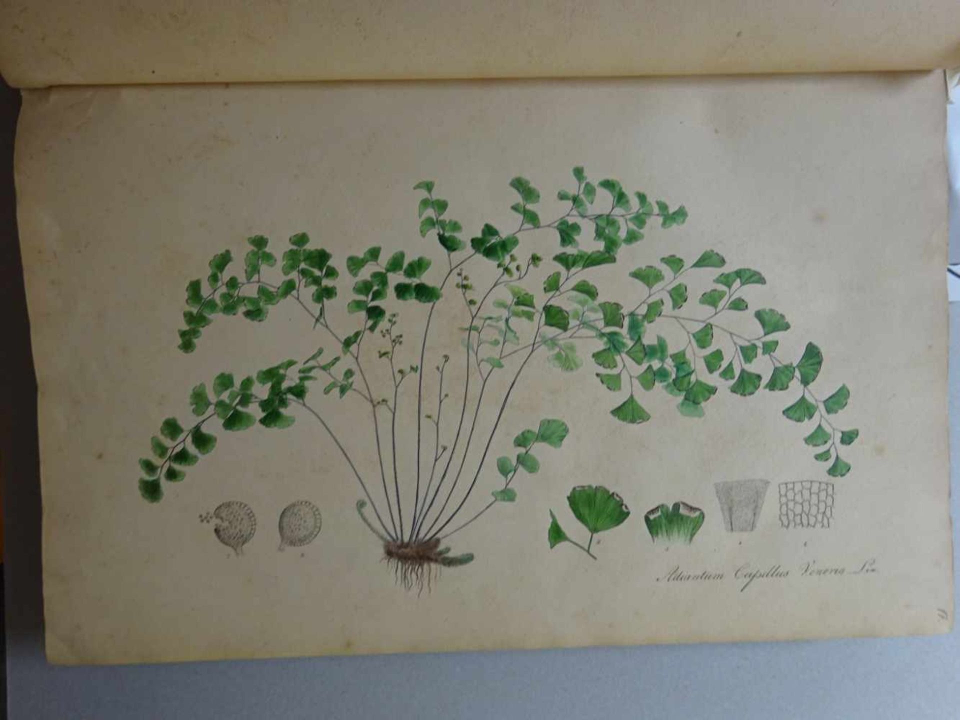 Nees von Esenbeck, T.F.L.Plantae officinales (medicinales) oder Sammlung offizieller Pflanzen. Text- - Image 5 of 10