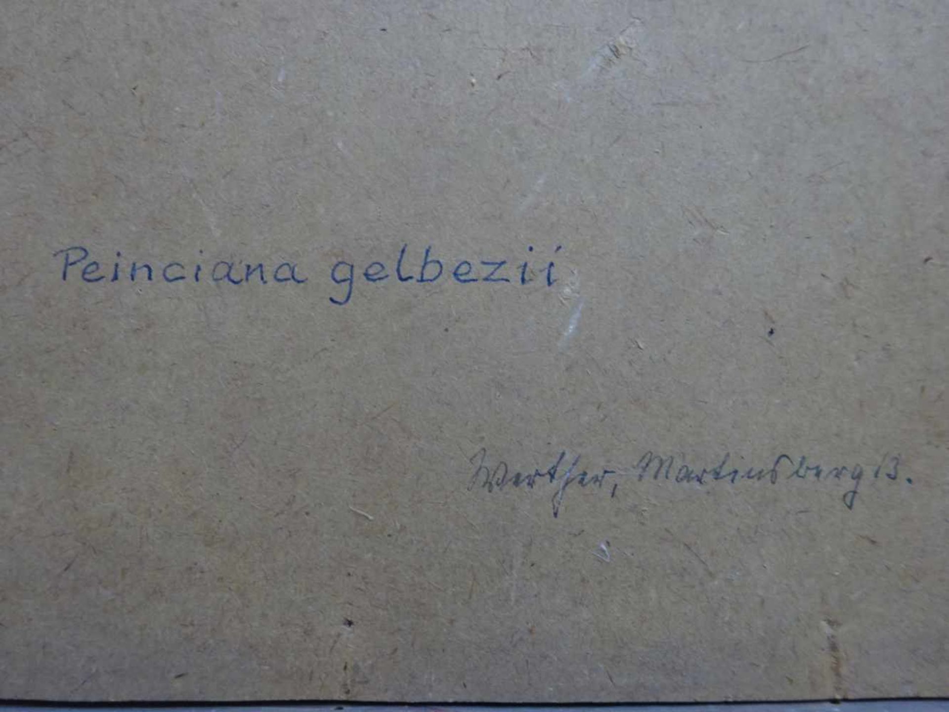 Senff, Carl Adolf(Halle 1785 - 1863 Ostrau). (Gelbe) Flammenbaum-Blüte. Deckfarben auf Papier. - Bild 5 aus 5
