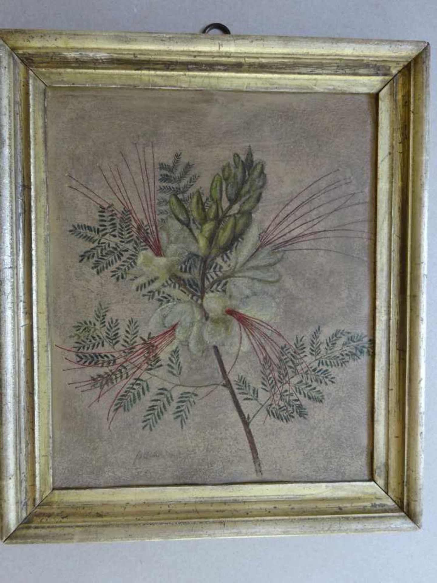 Senff, Carl Adolf(Halle 1785 - 1863 Ostrau). (Gelbe) Flammenbaum-Blüte. Deckfarben auf Papier. - Bild 2 aus 5