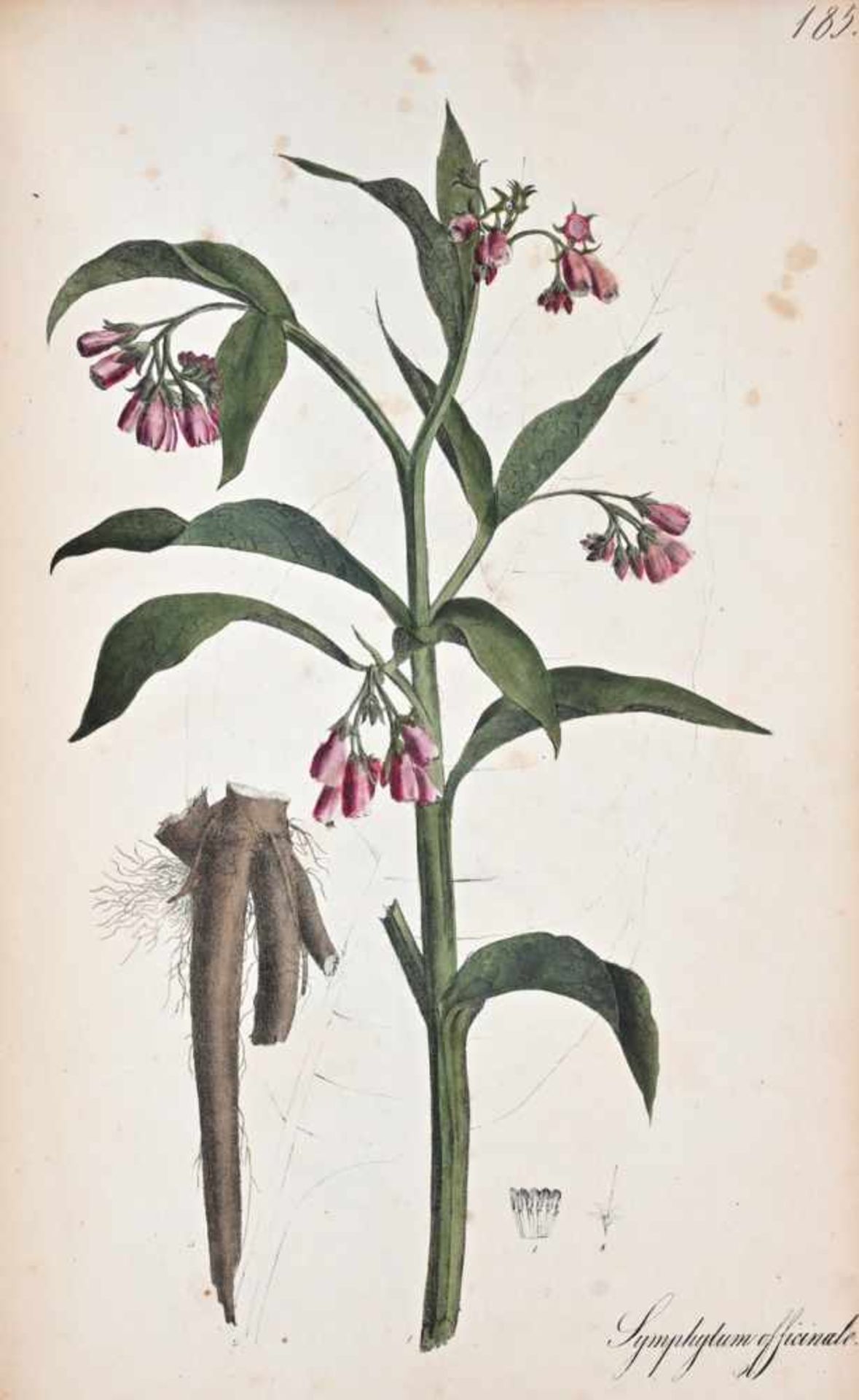 Nees von Esenbeck, T.F.L.Plantae officinales (medicinales) oder Sammlung offizieller Pflanzen. Text-