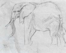 Kuhnert, Wilhelm(Oppeln 1865 - 1926 Flims). Studie zu Elefant. Bleistift- und Kohleskizze, um