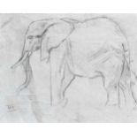 Kuhnert, Wilhelm(Oppeln 1865 - 1926 Flims). Studie zu Elefant. Bleistift- und Kohleskizze, um