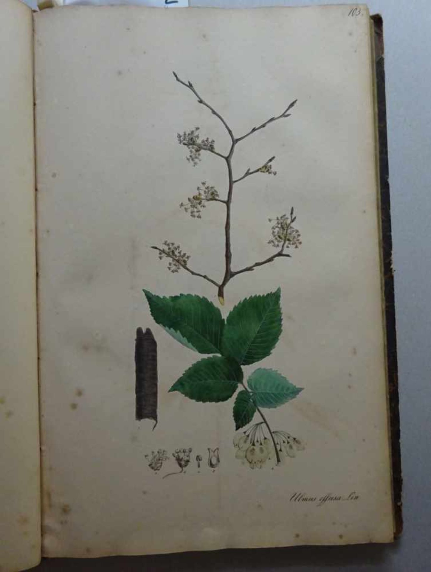 Nees von Esenbeck, T.F.L.Plantae officinales (medicinales) oder Sammlung offizieller Pflanzen. Text- - Image 7 of 10