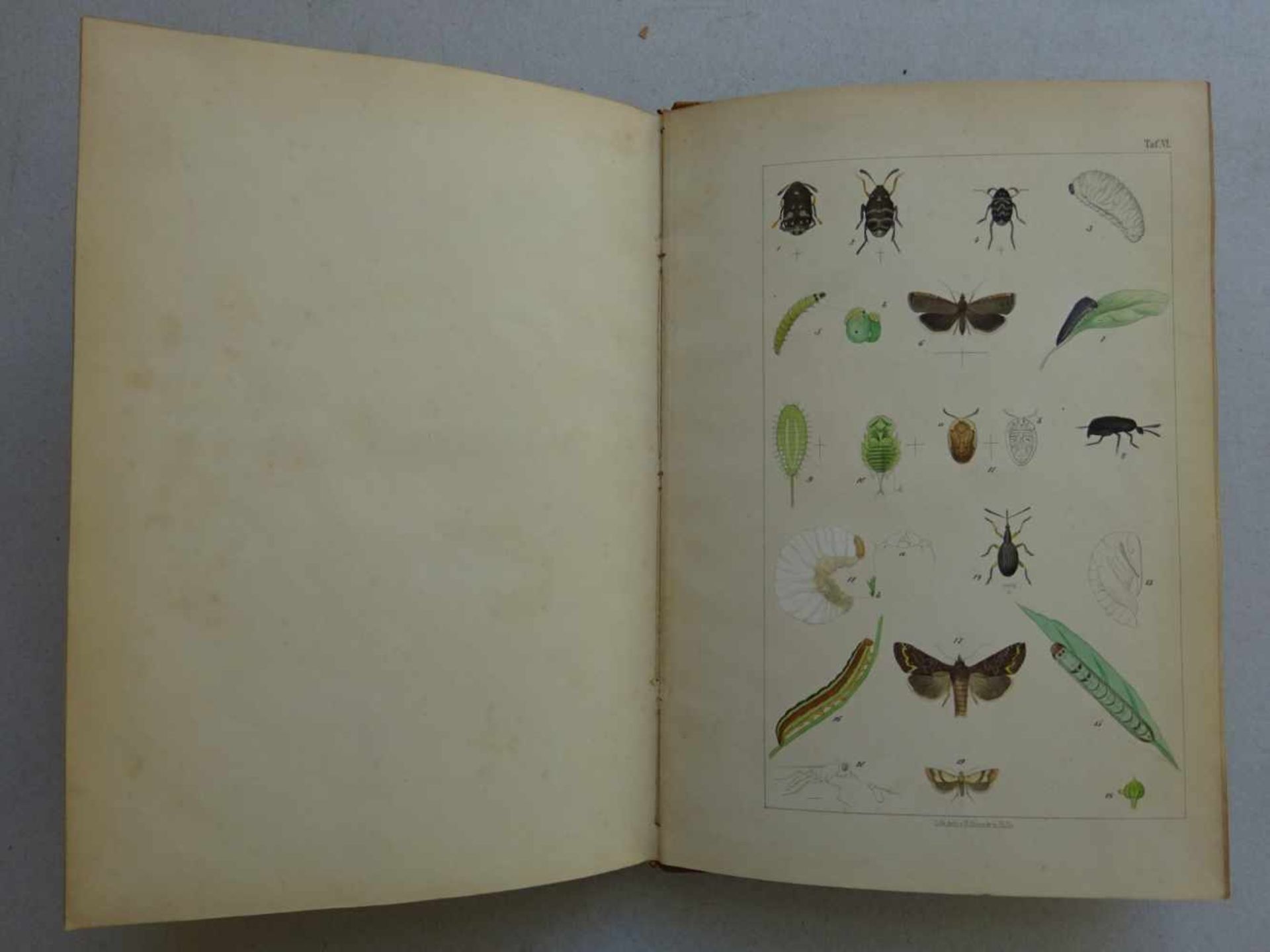 Taschenberg, E.L.Naturgeschichte der wirbellosen Thiere, die in Deutschland sowie in den Provinzen