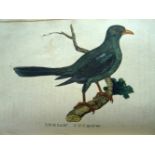 History of birds,