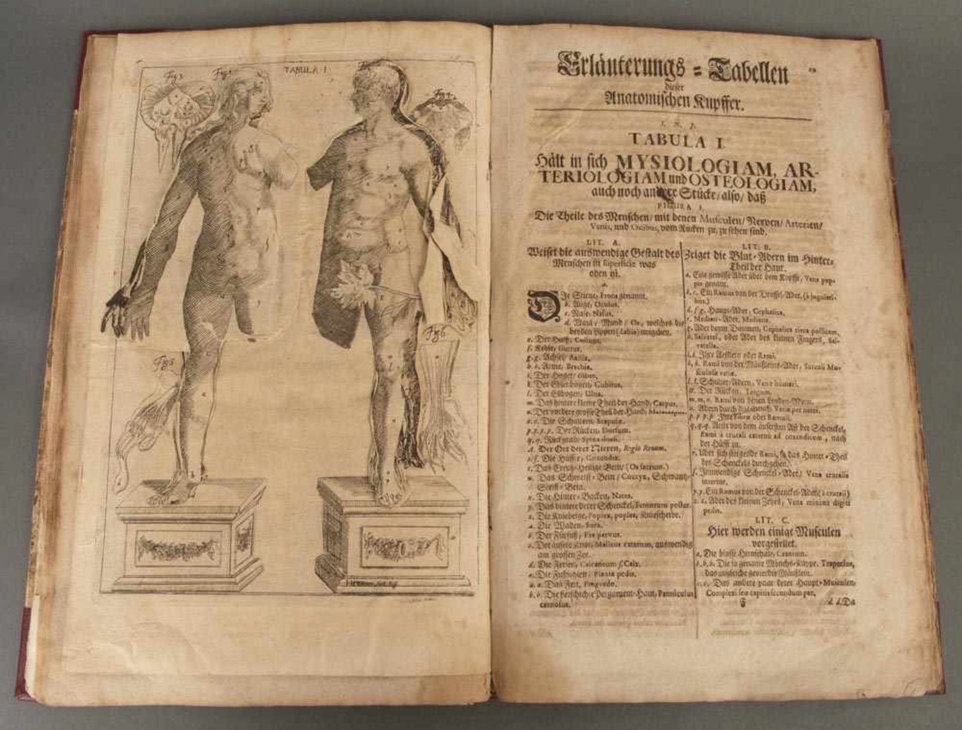 L. Christoph von Hellwig, ?Anatomisches Werck...? mit mehrschichtigen aufklappbaren Kupferstichen - Bild 4 aus 4